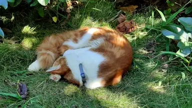 KOATHECAT.LAZYTUESDAY